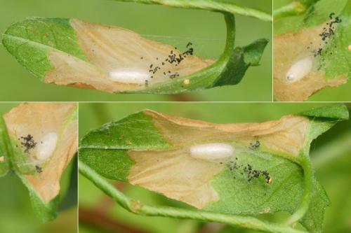 Réf. 234 580 : Microgastrinae inconnu